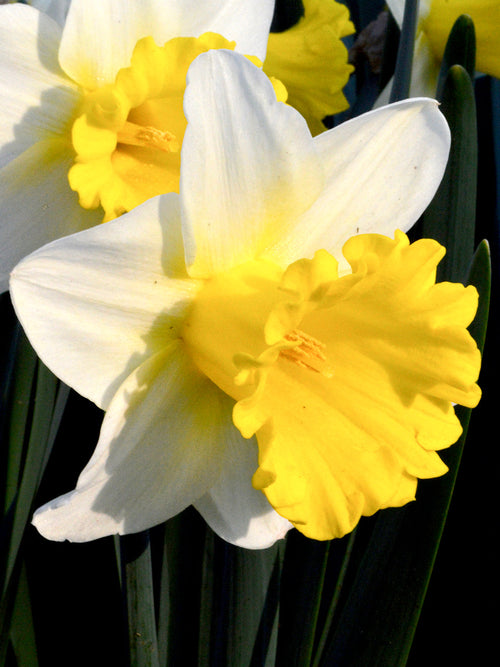Narcissus Bulbs Las Vegas white and yellow spring flower
