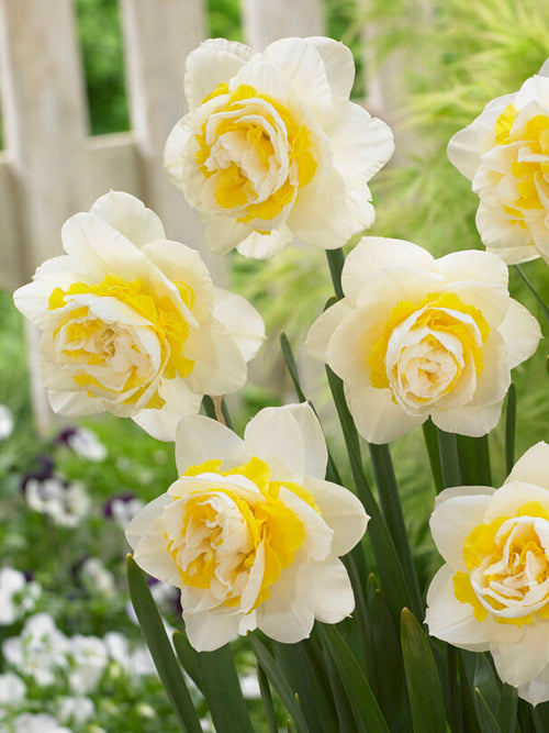 Daffodil Lingerie - White and Yellow double narcissus - Fragrant