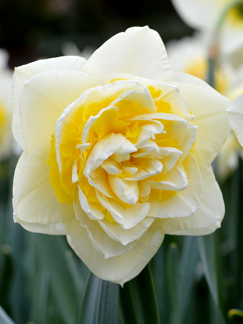 Daffodil Lingerie - White and Yellow double narcissus - Fragrant