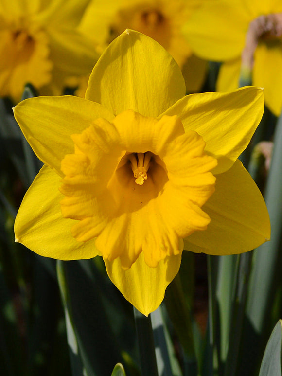 Daffodil Marieke