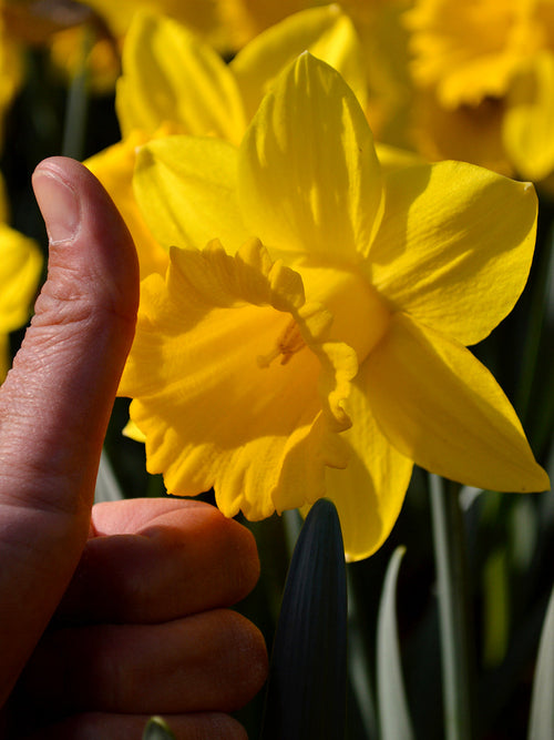 Yellow Daffodils Marieke spring blooms