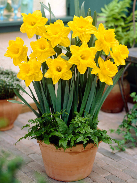 Daffodils Marieke bulbs for Autumn planting