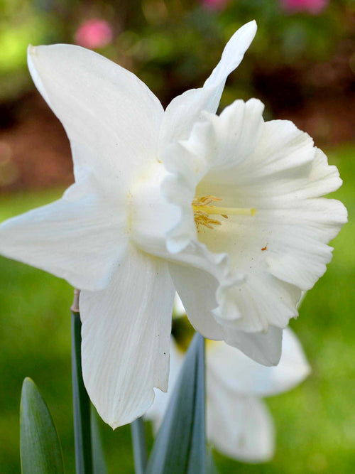 Daffodil Mount Hood spring flowers