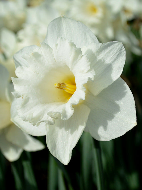 White Daffodils Mount Hood spring flower