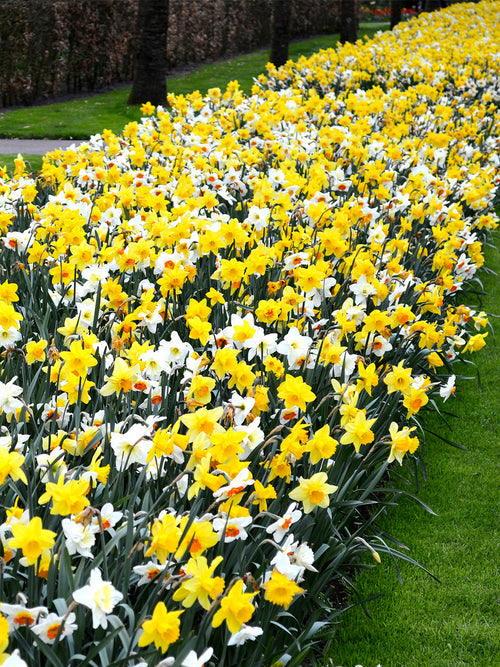Daffodil Mix spring flowering, fall planting garden