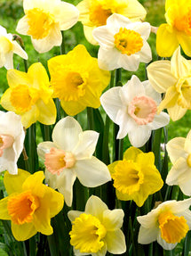 Daffodil All In One Mix™