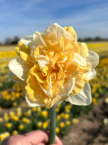 Daffodil Peach Prince