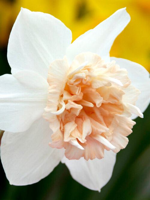 Daffodil Petit Four peach white salmon apricot narcissus