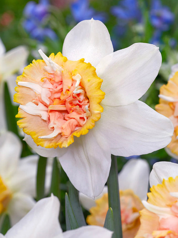 Daffodil Petit Four peach white salmon apricot narcissus