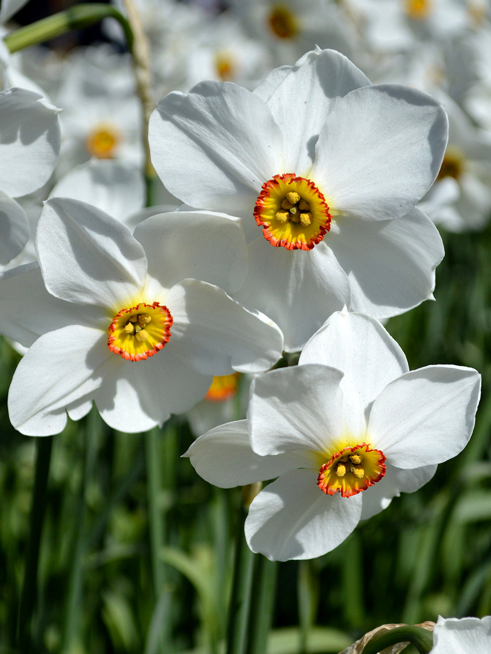 Buy Narcissus 'Pheasant's Eye' Bulbs | DutchGrown™