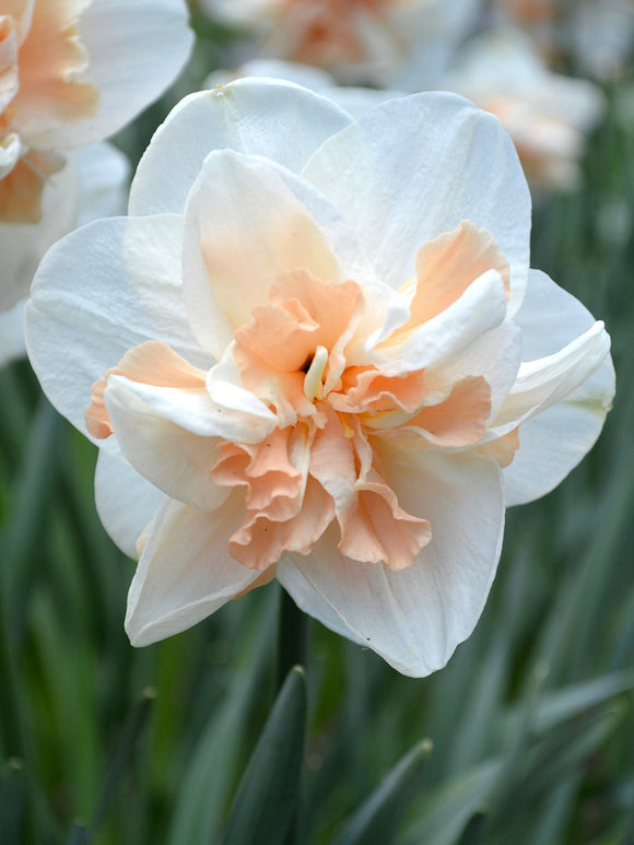Narcissus Pink Champagne for Autumn planting
