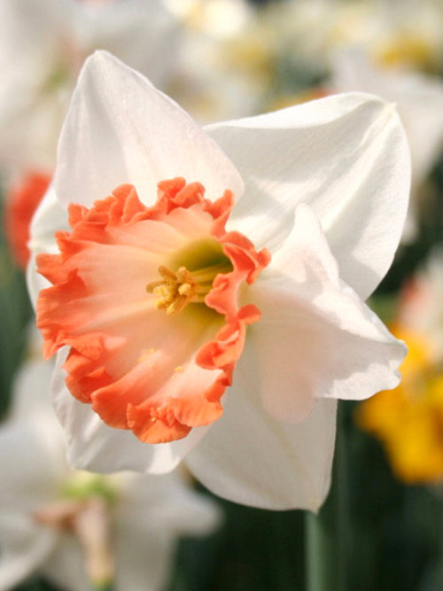 Daffodils Pink Charm
