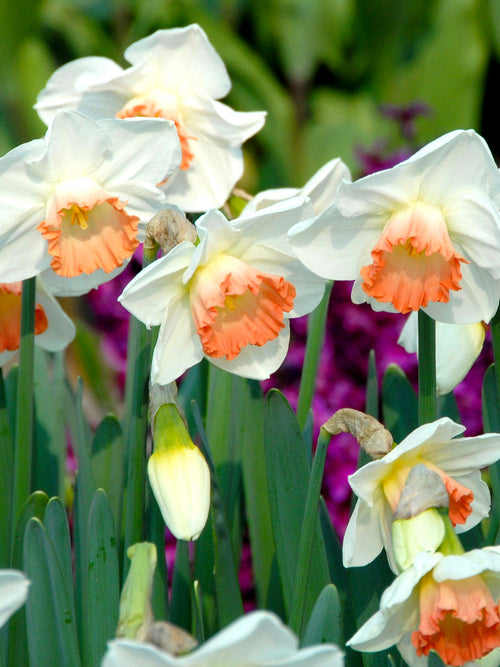 Daffodil Bulbs Pink Charm