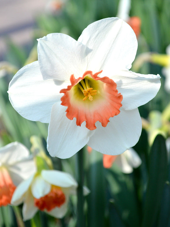 Pink Charm Daffodil Bulbs shipping to the UK