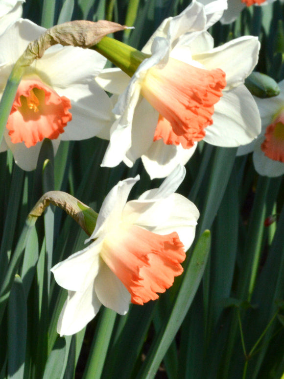 Daffodil Pink Charm - Pink and White Narcissus Bulbs for autumn planting