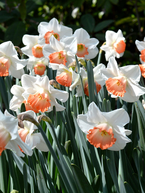 Daffodil Pink Charm