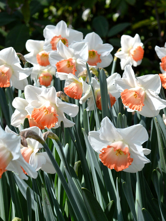 Daffodil Pink Charm