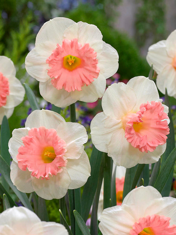 Daffodil Pink Parasol