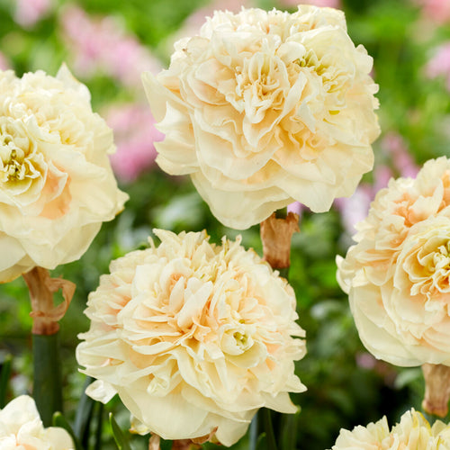 Daffodil Pom Pom Rose - Daffodil Bulbs