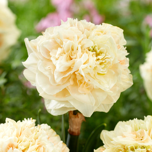 Daffodil Pom Pom Rose - Narcissus Bulbs