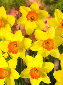 Daffodil Red Devon