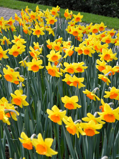 Buy Daffodil Bulbs Red Devon