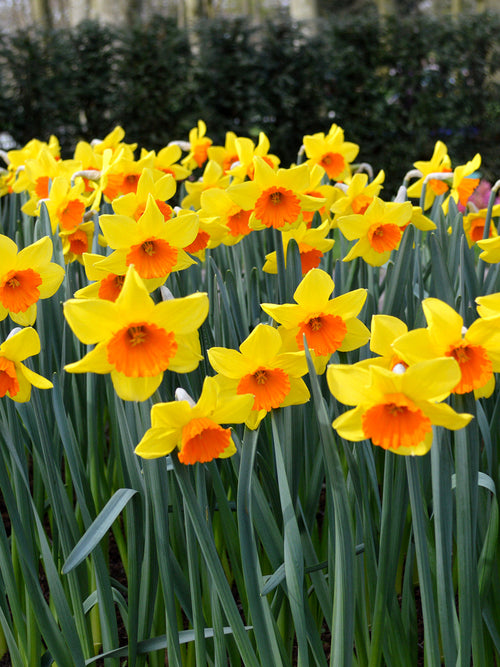 Buy Daffodil Bulbs Red Devon