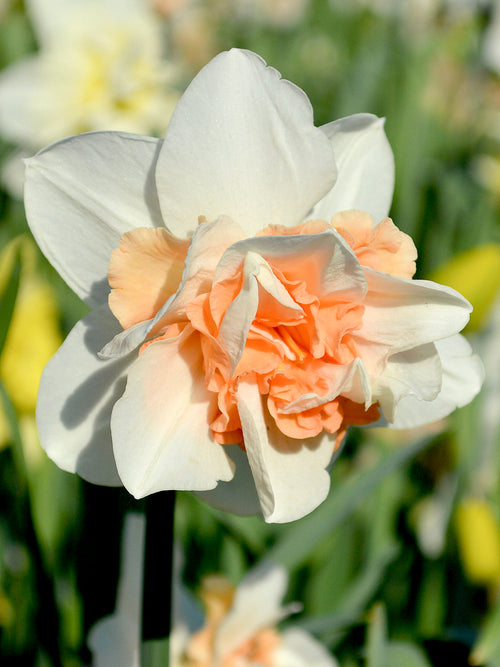 Daffodil Bulbs Replete