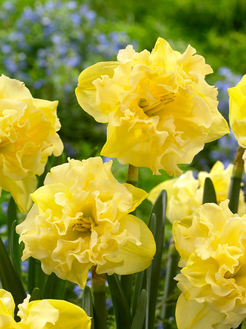 Daffodil Bulbs Sailorman