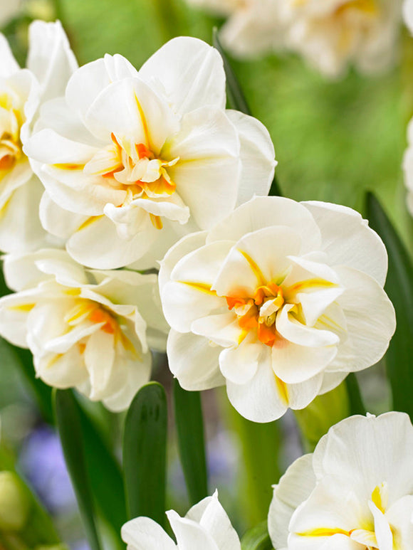 Daffodil Sir Winston Churchill - Narcissus Bulbs