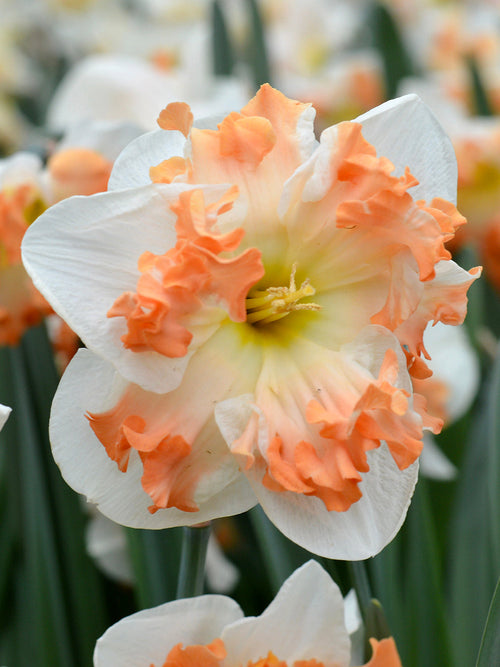 Daffodils Sunny Girlfriend