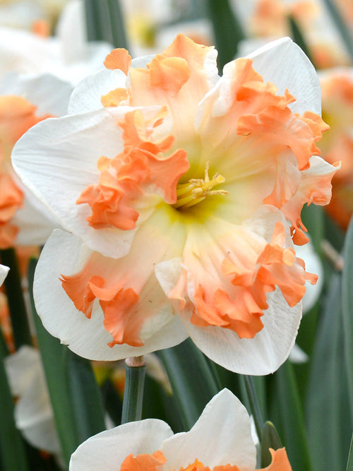 Daffodil Bulbs Sunny Girlfriend - UK Shipping