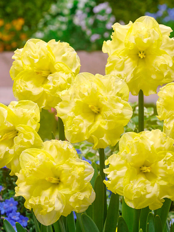 Daffodil Bulbs Sunny Side Up