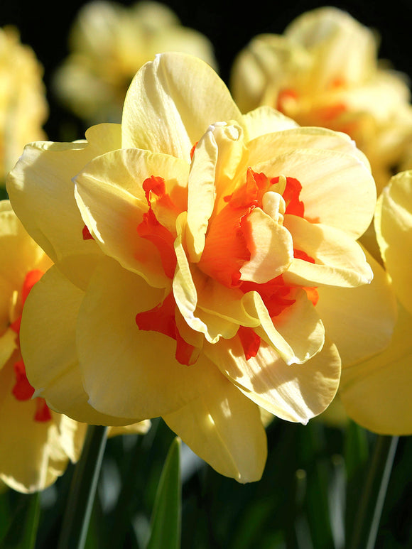 Daffodil Bulbs Tahiti - UK Shipping