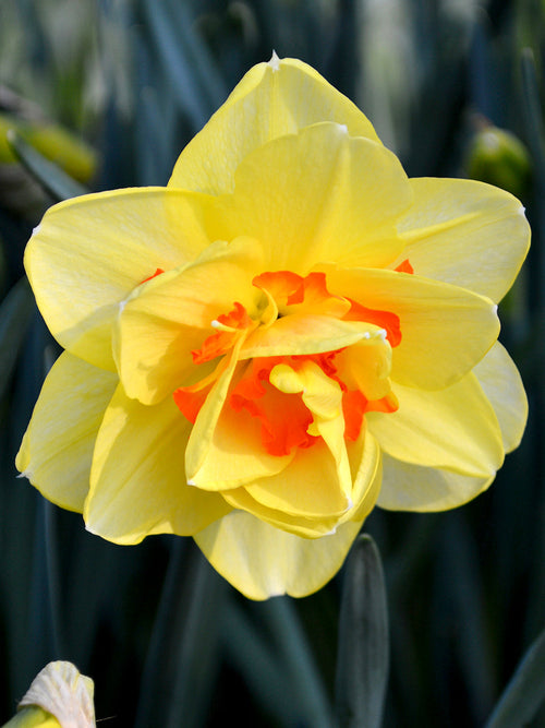 Daffodil Bulbs Tahiti - UK Shipping