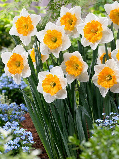 Daffodil Virgina Sunrise - White Orange