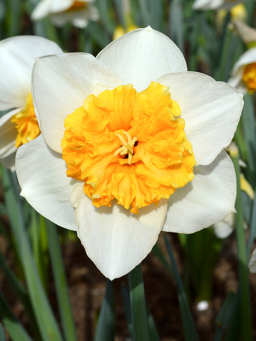 Large Cupped Daffodil Virginia Sunrise