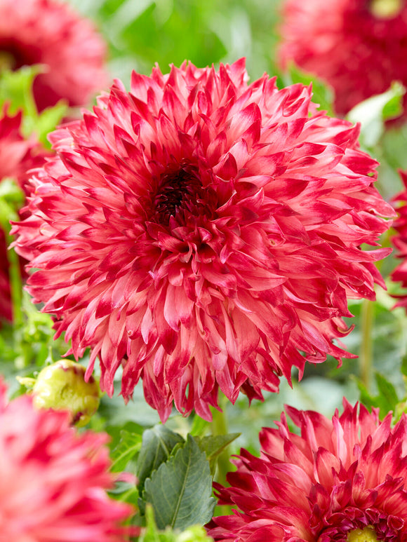 Fringed fimbriata dahlia bloom
