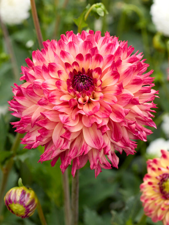 Dahlia ‘Aiyana’ coral red flower