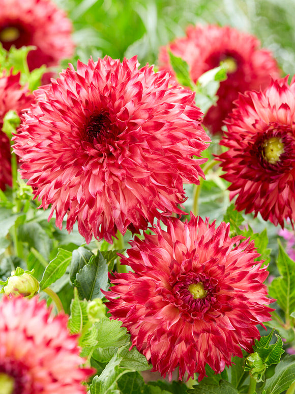 Close-up of Dahlia ‘Aiyana’ petals
