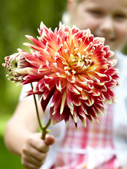 Dahlia Akita Tubers