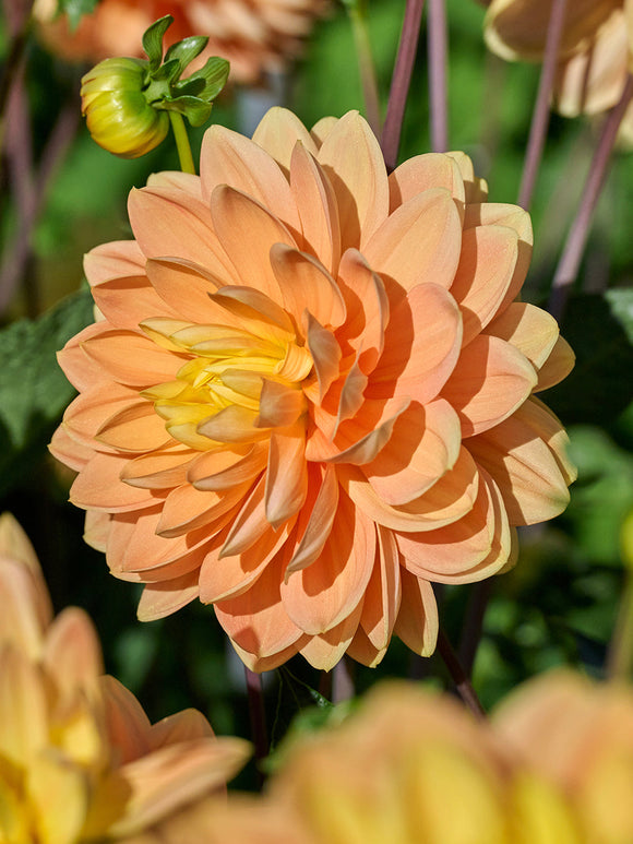 Dahlia ‘Aladdin’s Lamp’ apricot flower