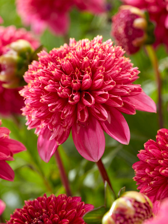 Dahlia ‘Alyshia’ pink flower