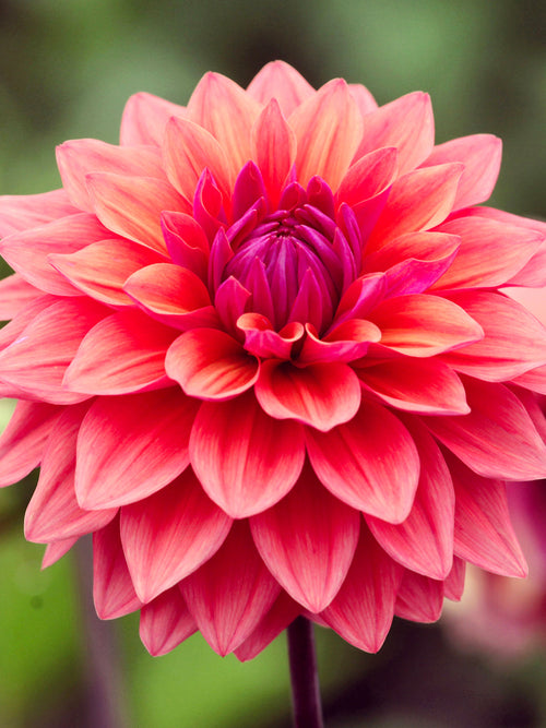 Dahlia ‘American Dawn’ bronze pink bloom