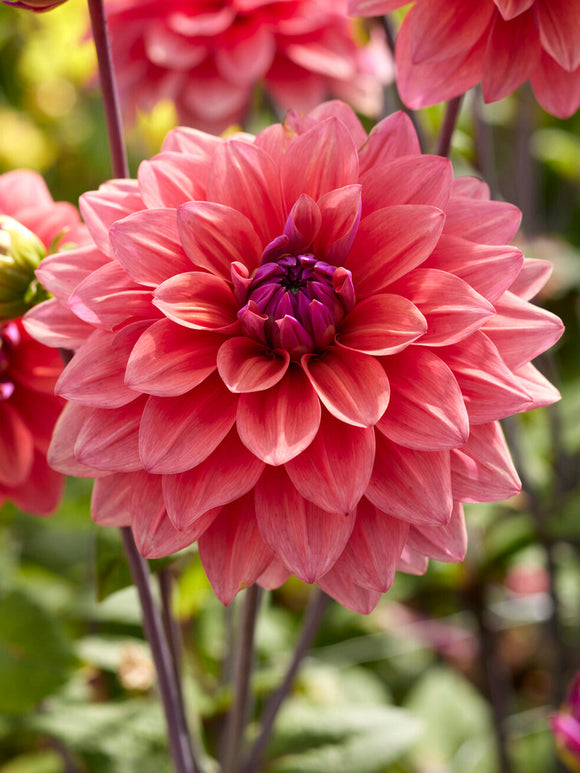 Decorative dahlia with dusty rose petals