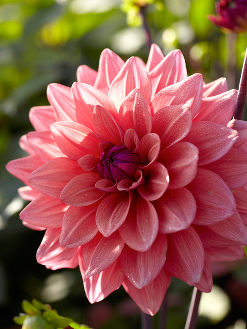 Dahlia ‘American Dawn’ in summer border