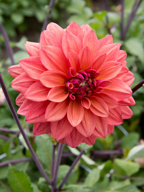 Plum and bronze dahlia close-up