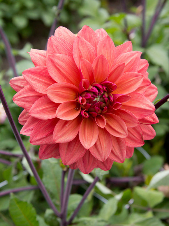 Plum and bronze dahlia close-up