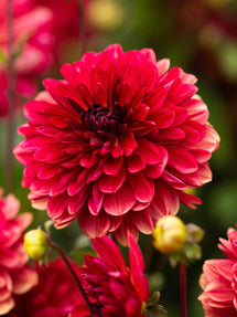 Dahlia Antibes