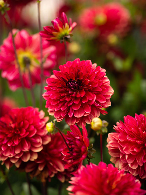 Dahlia Antibes tubers - UK delivery